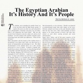 n.23 - Egyptian Arabian
